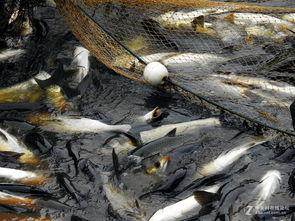 网中鱼,揭秘网络世界的神秘生物